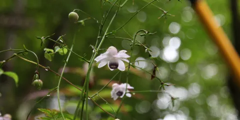 輕井澤植物園