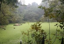 Kukrail Forest Reserve景点图片