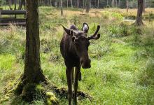 Smålandet Moose Safari景点图片