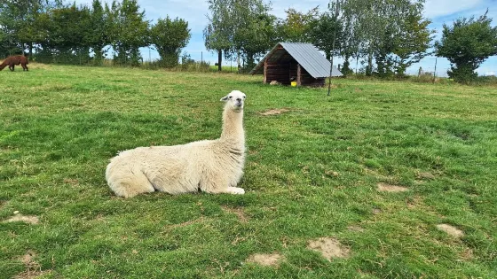 Animalaine