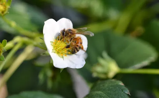 STRAWBERRY FARM 陽一郎園