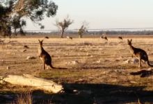 桉树森林国家公园景点图片