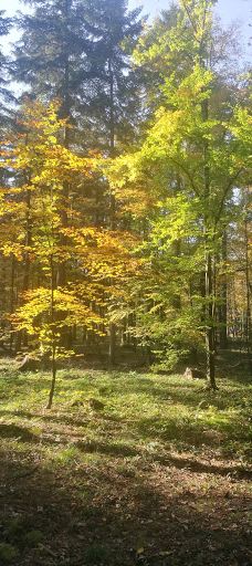 Park Cygański Las w Bielsku-Białej-别尔斯克 比亚瓦