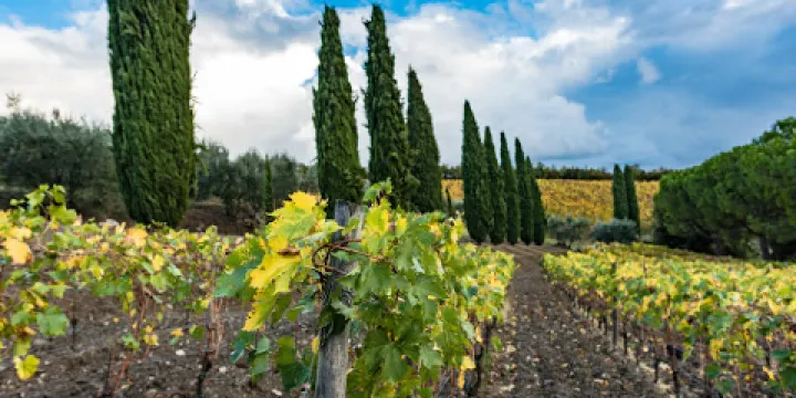 Fattoria di Montemaggio