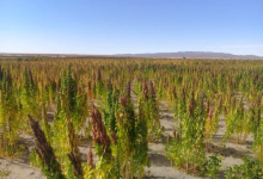 Plaza de Santiago de Andamarca景点图片