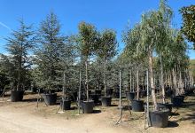 Vivers de Cardedeu - Centre de jardineria购物图片