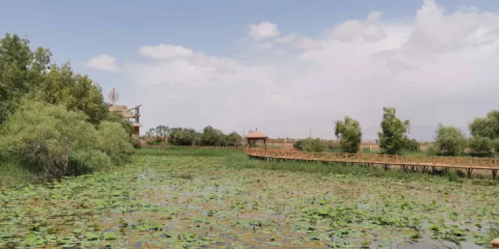 巴楚縣紅海景區紅海灣水上樂園-荷花池