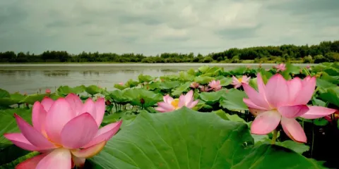 蓮花自然保護區