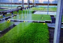 Vivaio Biohortoplant购物图片