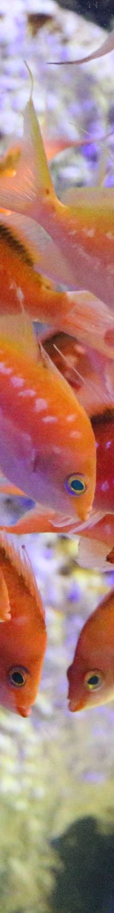 仙台海洋森林水族馆-仙台