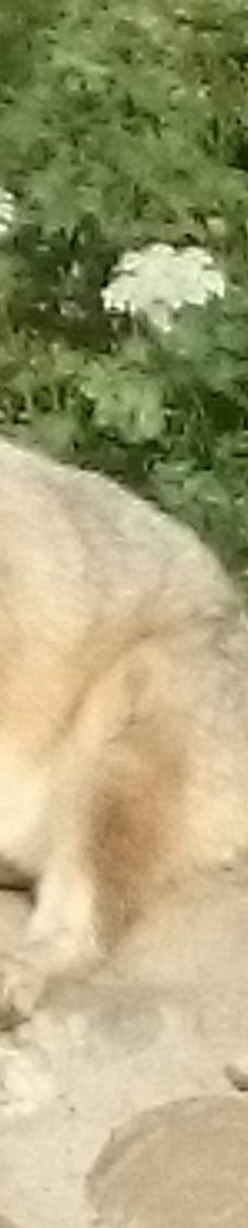 海德堡动物园-海德堡