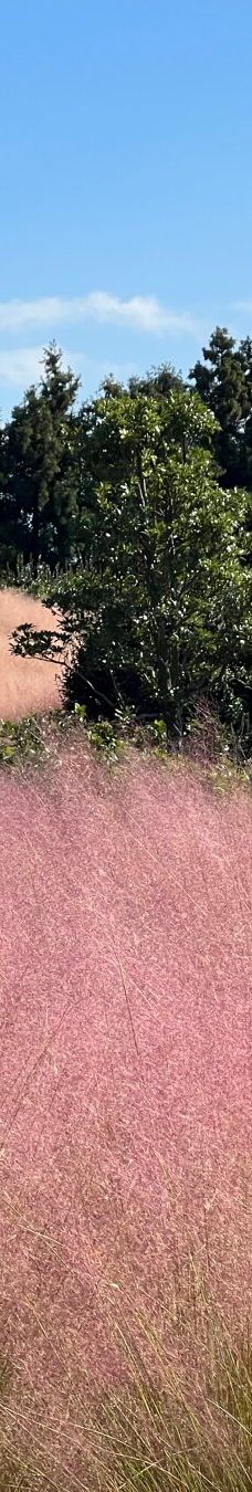 休爱里自然生活公园-西归浦市