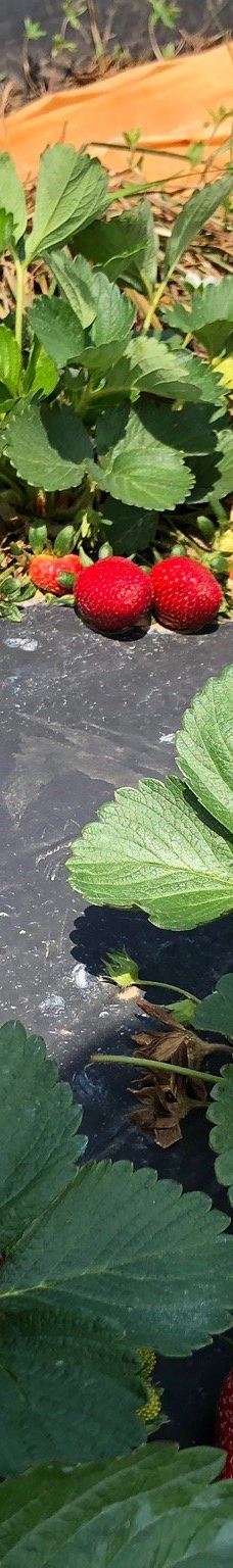 Southern Belle Farm-麦克多诺