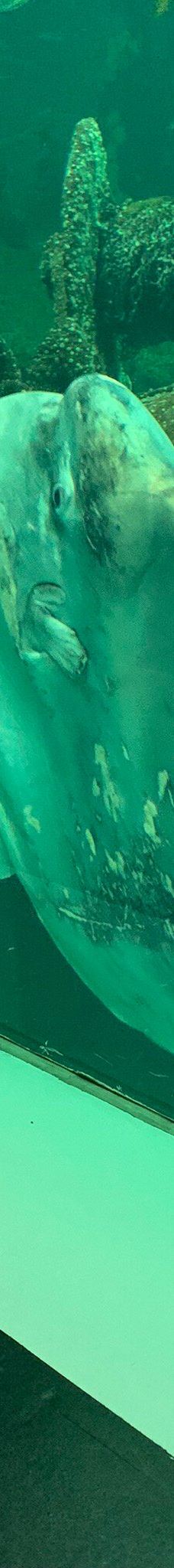 北海博物馆-希茨海尔斯