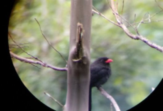 Monkey Island景点图片