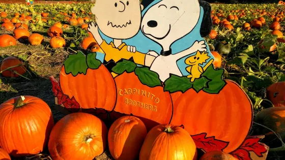 Carpinitos Pumpkin Patch