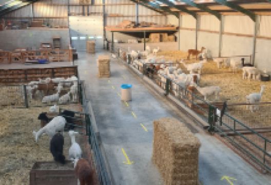 The Alpaca Farm景点图片