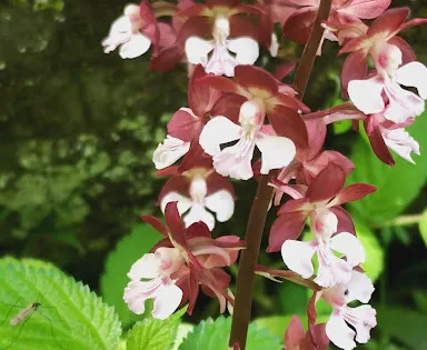 波瀬植物園