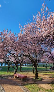 Canberra Nara Peace Park-亚拉伦拉