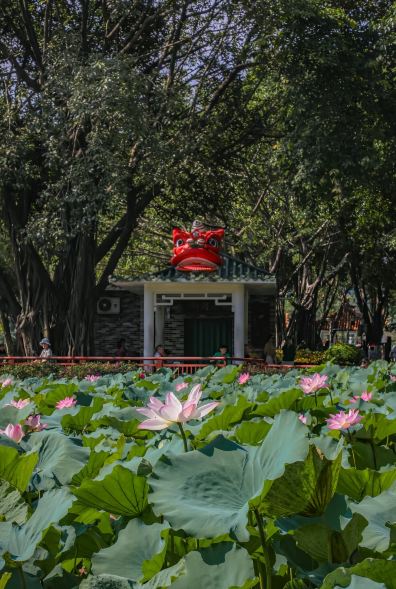 荔湾湖公园景点图片 19