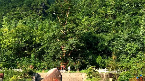 中國紫薇園