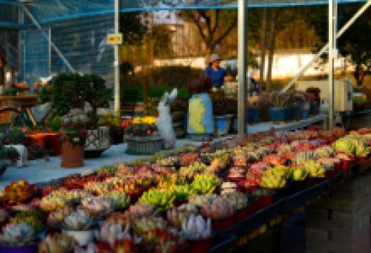 闲冶营地购物图片