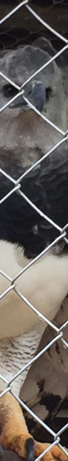 Parque Ambiental Chico Mendes-里奥布朗库