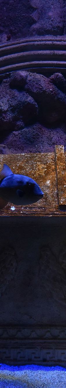 ViaSea水族馆-伊斯坦布尔