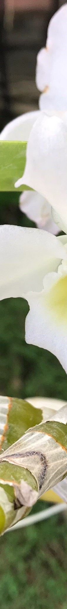 Orquidario de Morelia-莫雷利亚