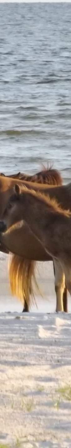 Cedar Island National Wildlife Refuge-拉合尔