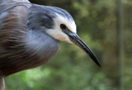 Otorohanga Kiwi House景点图片