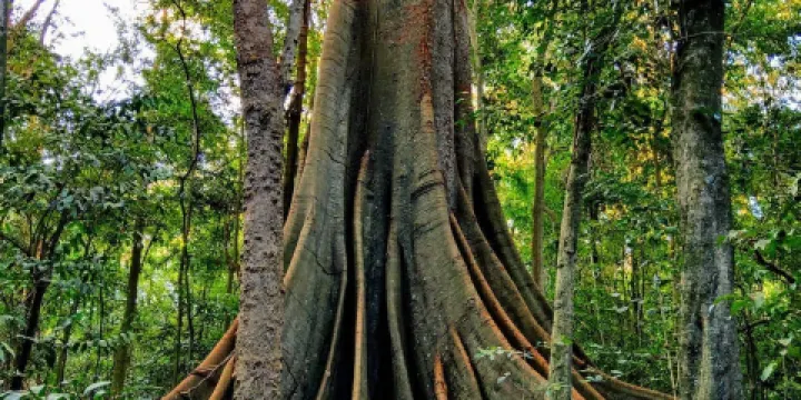 Wingham Brush Nature Reserve