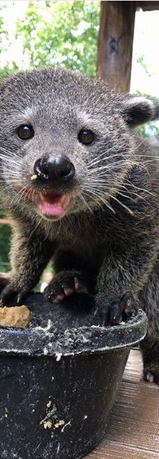 罗杰威廉斯公园动物园-普罗维登斯