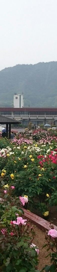 Yoshiumi Rose Park-今治市