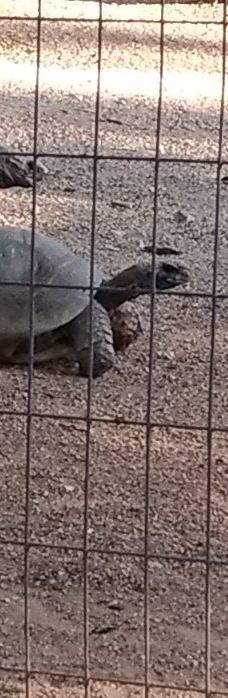 Parque Zoologico Municipal Quinzinho De Barros-索罗加巴