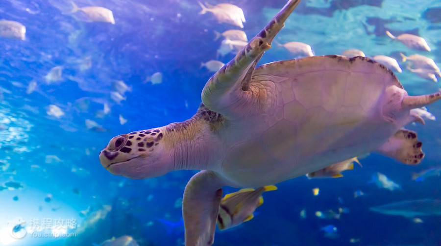 加拿大瑞普利水族館