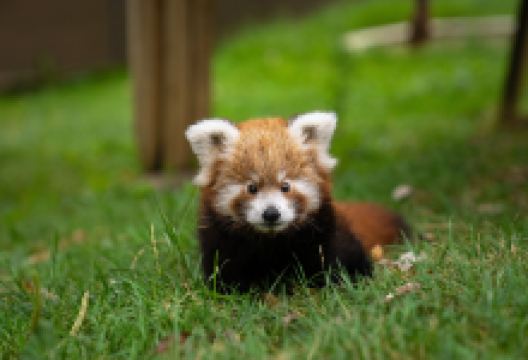 Faruk Yalcın Hayvanat Bahcesi ve Botanik Parkı景点图片
