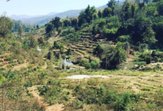 Elephant Green Park景点图片