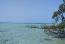 Semak Daun Island景点图片