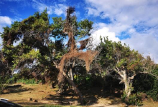 Plage de Trou d'Eau景点图片