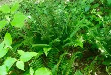 Weyanoke Bird and Wildflower Sanctuary景点图片