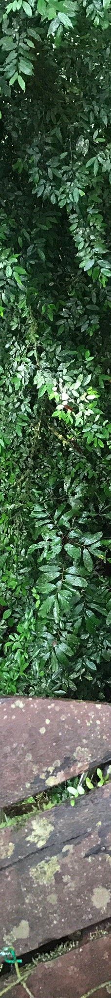 Mulu Skywalk-马鲁迪