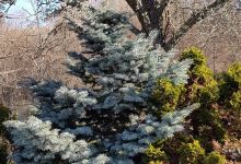 Arboreto Gines de los Rios景点图片