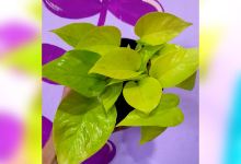 Vivero variedades购物图片
