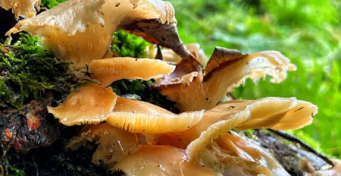 Wyming Brook Nature Reserve