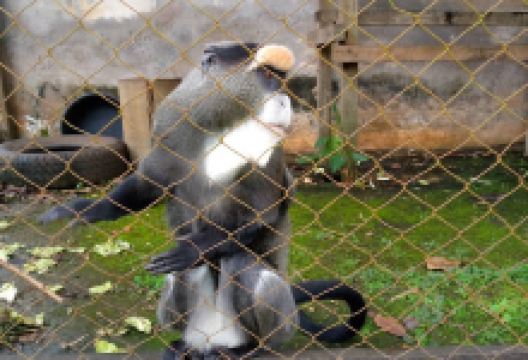 Mvog-Betsi 动物园景点图片