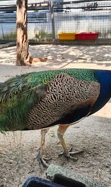 迪沙鲁迷你动物园-Pengerang