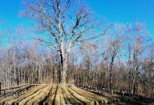 Oak Cuza景点图片