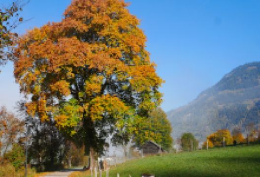 Patschgwiese景点图片