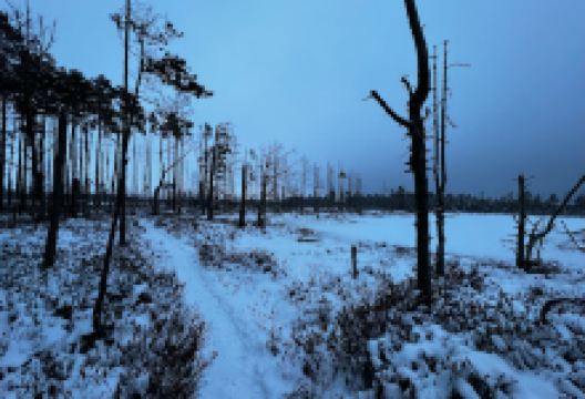 Cenas bog trail景点图片